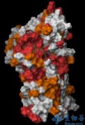 Mol Cell：研究确定帮助修复DNA缺陷的酶