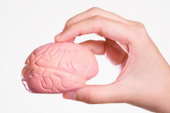 研究人员已经弄清楚了如何在体外维持大脑和神