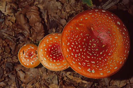 Nature：毒蘑菇不“毒”，帮助抗癌