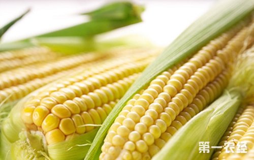 转基因玉米与普通玉米怎么区别？