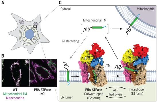 Science：重大进展！揭示内质网P5A-ATPase是一种跨膜螺旋脱位酶