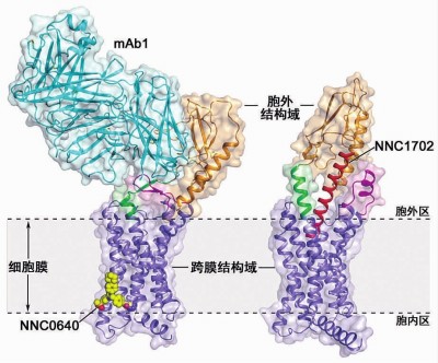 上海科学家再次完成高难度蛋白质结构解析 调控血糖的
