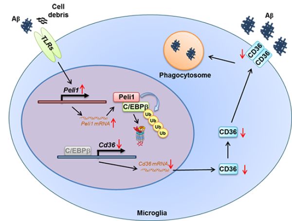 研究发现Peli1调控小胶质细胞吞噬功能与阿尔兹海默病理的新机制