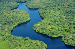 研究人员发现热带森林的形状决定了它们的稳定性