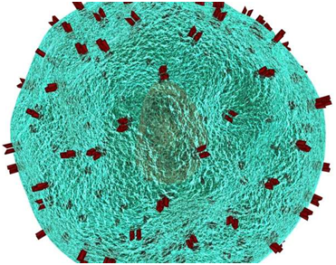Science：重磅！利用疫苗增强CAR-T细胞治疗实体瘤的疗效，可完全清除60%小鼠体内的实体瘤