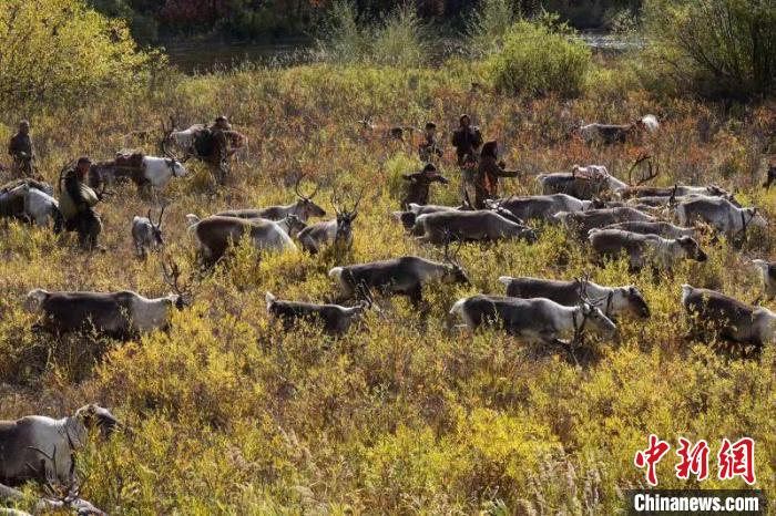 图为《海林都之燃情岁月》在根河市开机，剧中鄂温克族人带着驯鹿迁徙。　图布信 摄