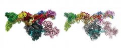 Science解读！科学家揭示负责细胞中基因表达的特殊复合体的3D结构！