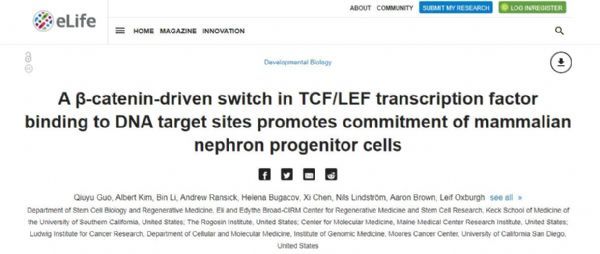 eLife：识别出能将前体细胞转化为肾脏细胞的新型分子开关