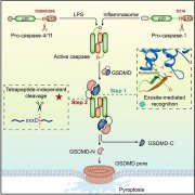 研究揭示天然免疫中caspase活化和识别GSDMD介导细胞焦亡的完整分子机理