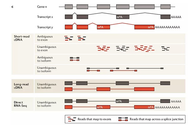 三种RNA测序技术怎么选？Nature子刊综述讲明白了