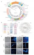 GenomeBiology:研究解析马里亚纳海沟最深沉积物完整生物圈结构并分离其微生物