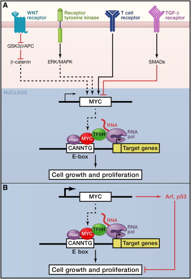 Cell综述：通往癌症道路上的MYC