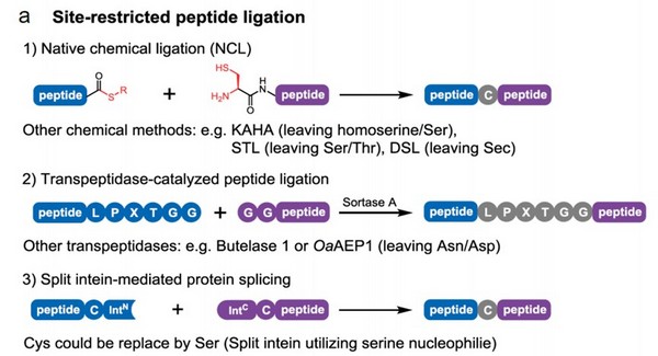 微生物所等发表无痕蛋白质酶法合成方法