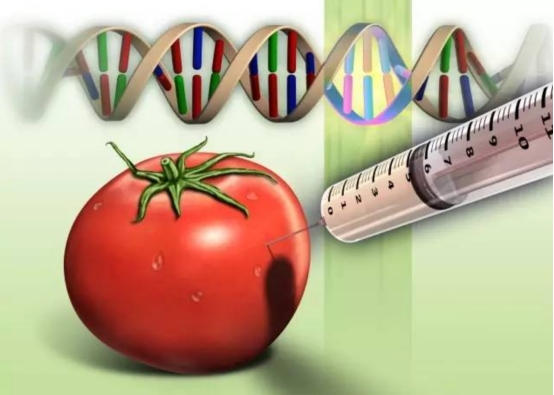美国豆油、日本西红柿都经过基因改造，转基因