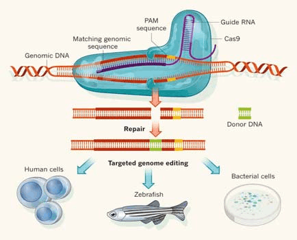 Biomics CRISPR Cas9 基因敲除技术