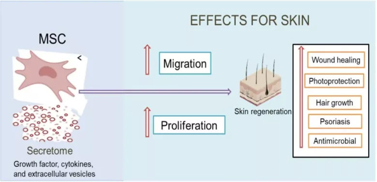 间充质干细胞分泌物在皮肤病研究中的应用