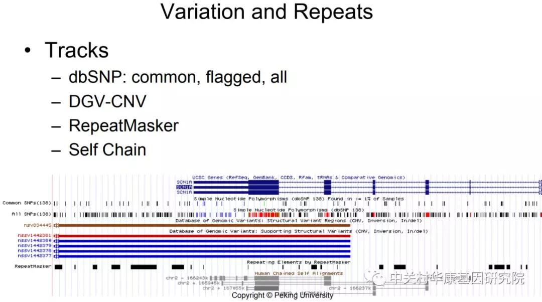【生物信息学笔记】UCSC基因组浏览器