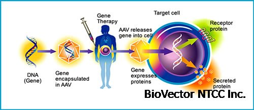 腺相关病毒系统载体及应用方法pAAV-MCS pAAV-RC pAAV-Helper. BioVector NTCC质粒