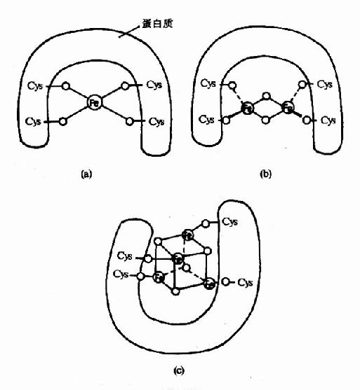 二、呼吸链中各种传递体的排列顺序