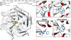 KEAP1/PGAM5复合物的新作用:诱导自噬的ROS传感器