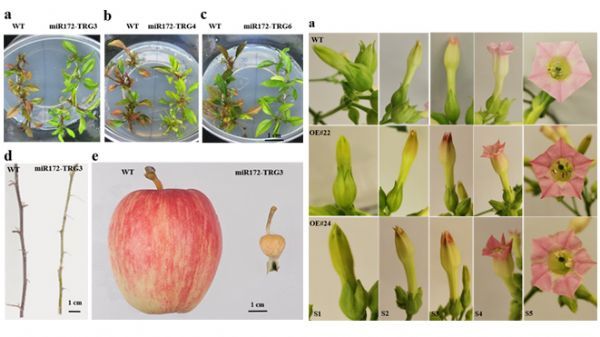 HorticultureResearch：苹果花青苷的合成调控与miR17