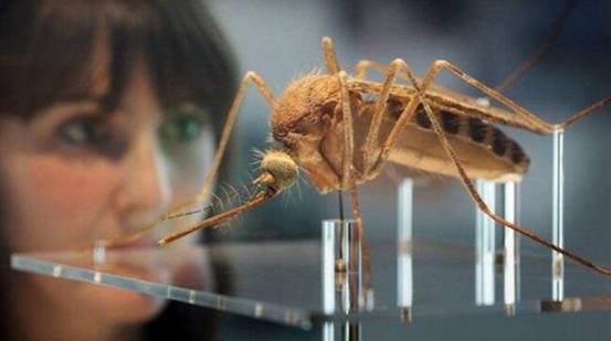 以毒攻毒？英国公司将在美国释放20亿只转基因蚊