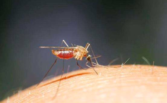 以毒攻毒？英国公司将在美国释放20亿只转基因蚊