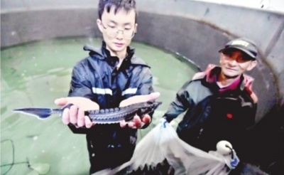 武汉放流5万尾半岁大的中华鲟 部分鱼苗打上标记便于跟踪监测