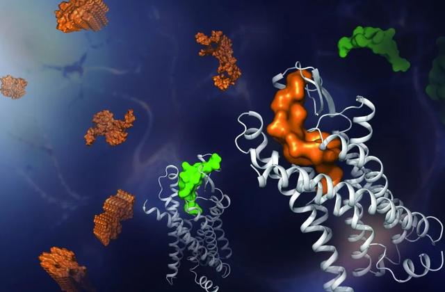 Nature子刊：甲酰肽受体结构为阿尔茨海默症药物