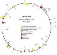 大豆线粒体基因组揭示细胞间和系统发育水平的复杂基因组结构和基因进化