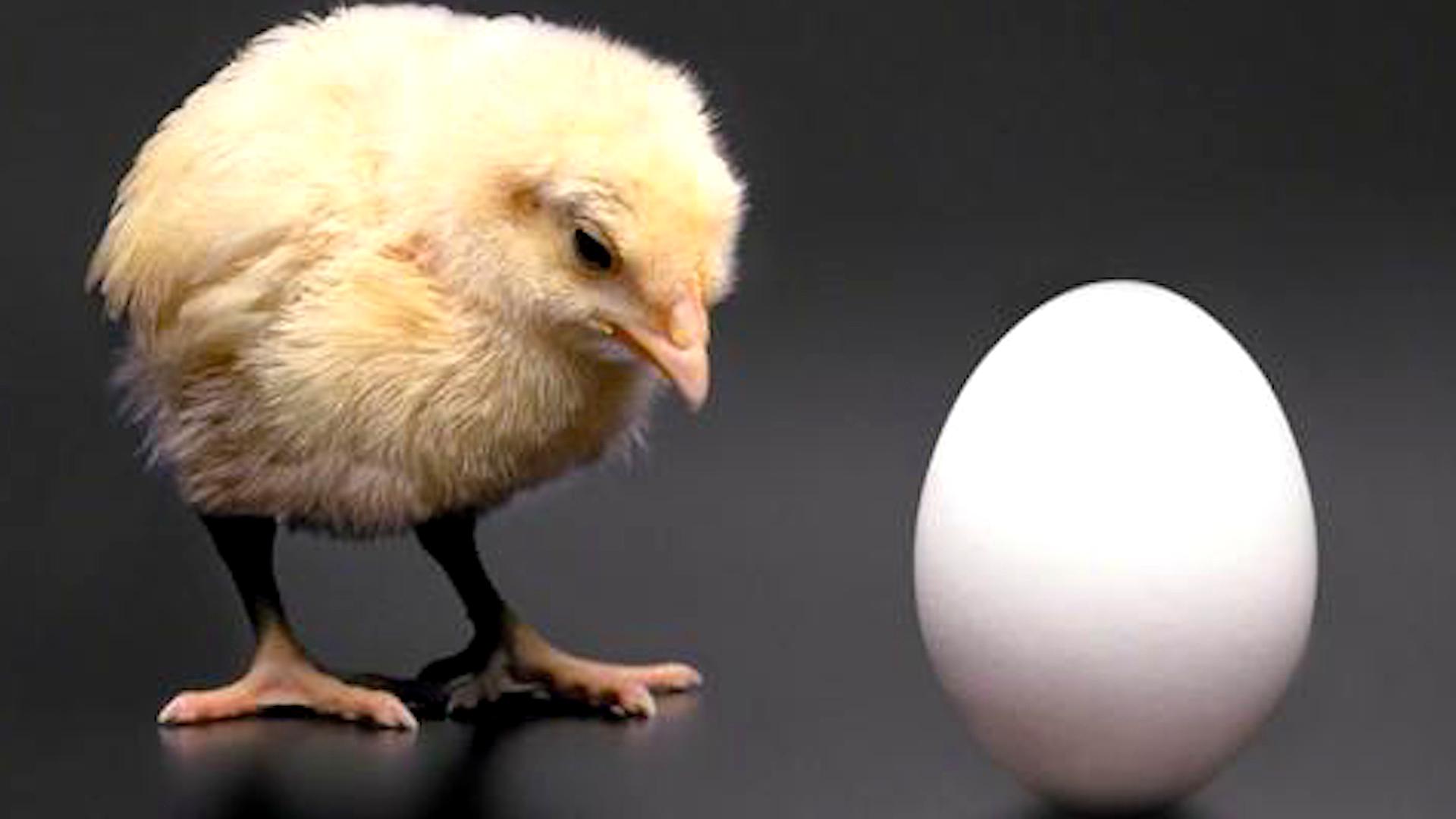 先有鸡还是先有蛋？生物学家：化石证据表明，