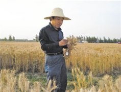 开辟小麦高产育种新途径（科技视点·种业科技自立自强④）