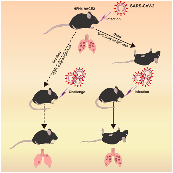 2019新型冠状病毒小鼠感染模型的建立