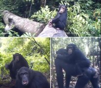 迄今最大黑猩猩基因组图谱绘制完成