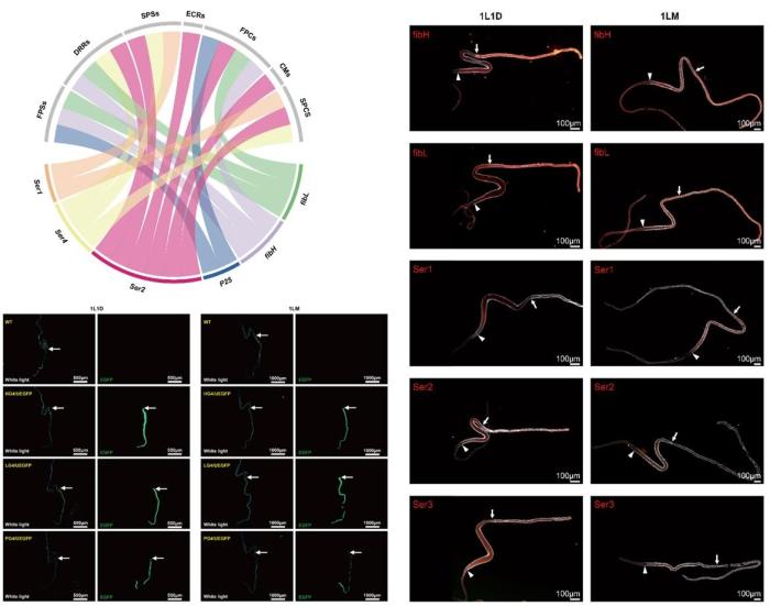图为家蚕丝蛋白基因在各细胞类型中的时空分布与表达。　家蚕基因组生物学国家重点实验室供图