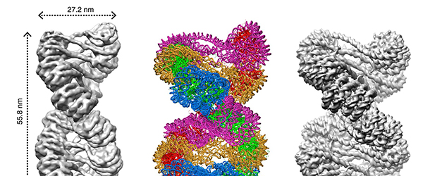 中国科学家解析30纳米染色质高级结构