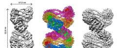 中国科学家解析30纳米染色质高级结构