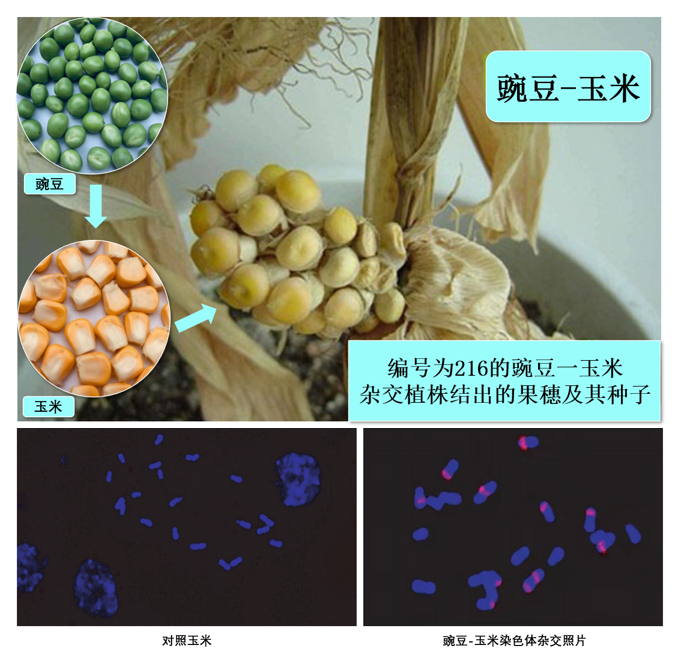 杂交育种重大突破！朱培坤和他发明的植物染色