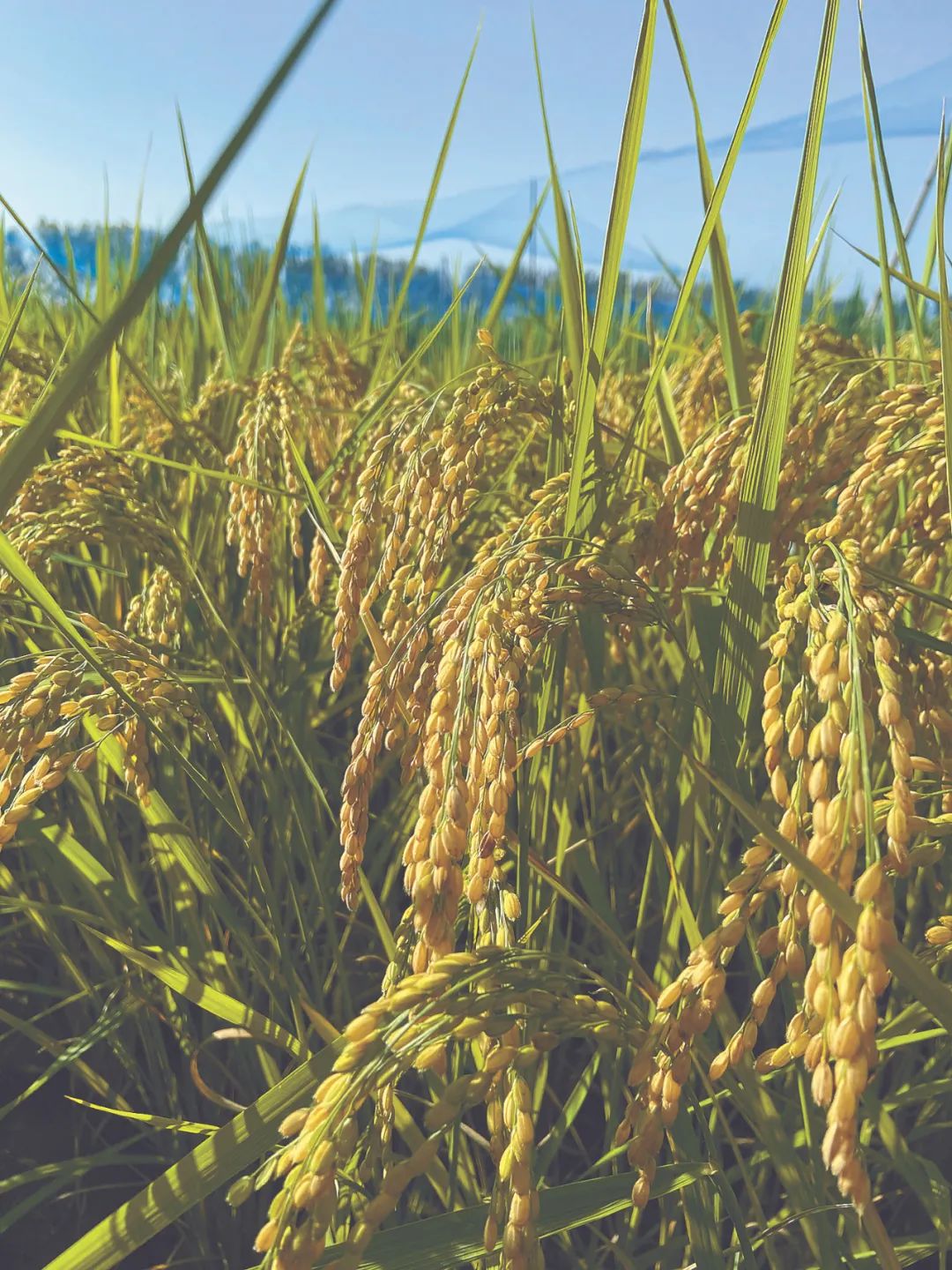 过表达OsDREB1C基因的“日本晴”水稻高产早熟。受访者供图