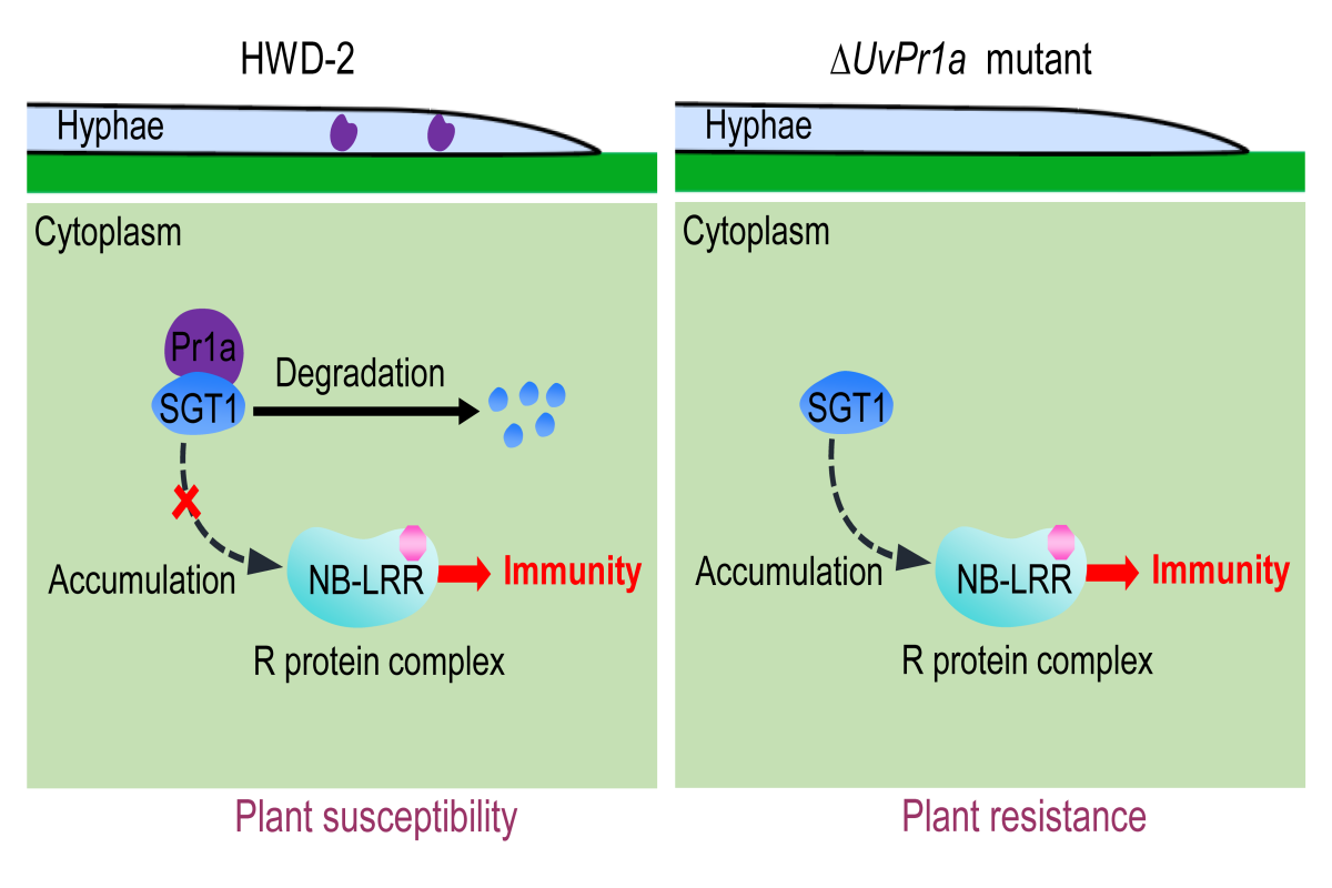 图1 稻曲菌UvPr1a靶向降解水稻OsSGT1抑制寄主免疫的分子模型