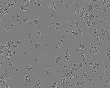 A2780细胞 人卵巢癌细胞株购买价格、培养基、培