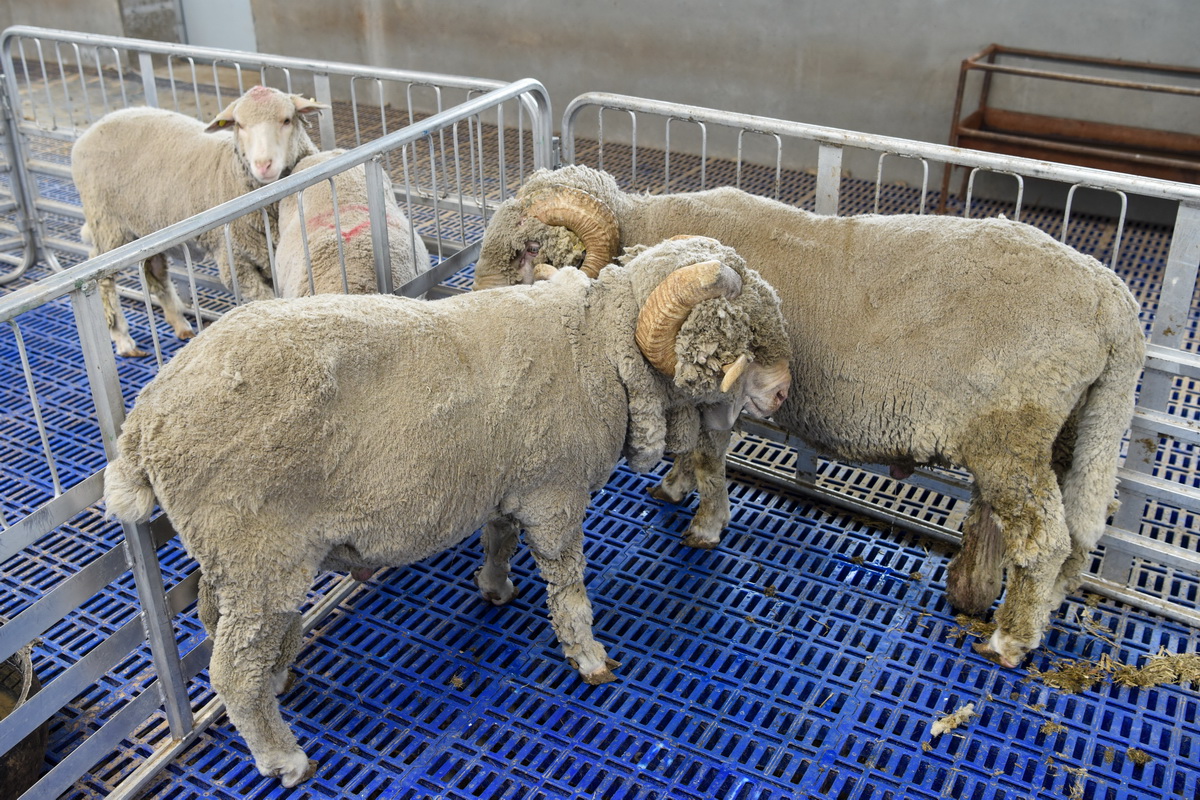 我国在绵羊基因组学研究及基因编辑短尾细毛羊育种方面取得突破