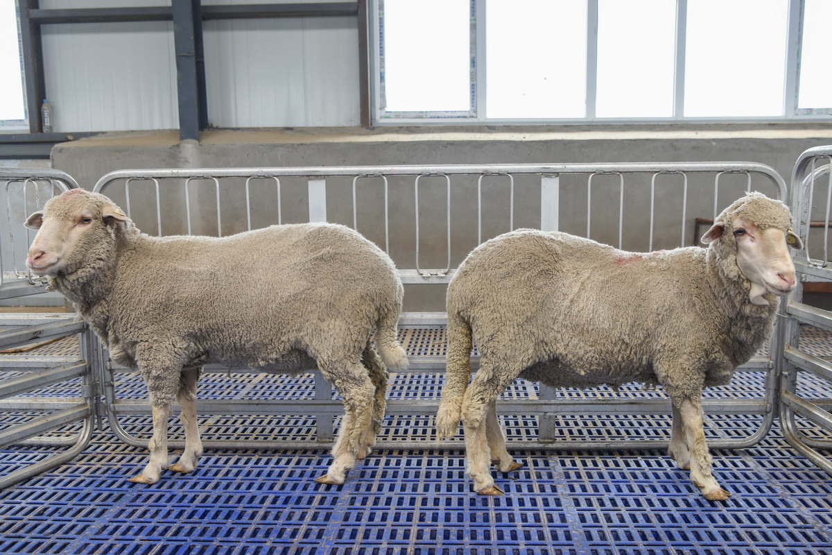 我国在绵羊基因组学研究及基因编辑短尾细毛羊育种方面取得突破