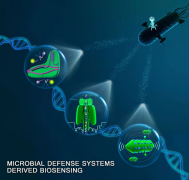 受微生物防御策略启发 研究人员构建新型基因诊