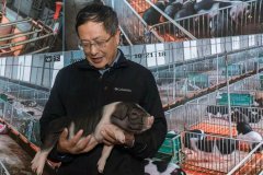 专访中国工程院院士印遇龙：鼓励散户养猪有助