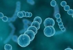 关键蛋白可以阻止李斯特菌 而不会引发宿主细胞的死亡