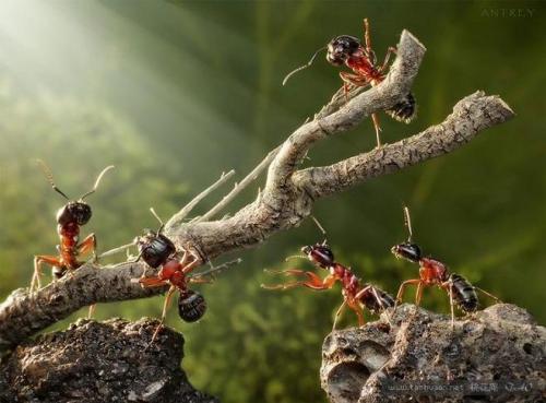 蚂蚁社会的军备竞赛维护者的基因活动取决于入