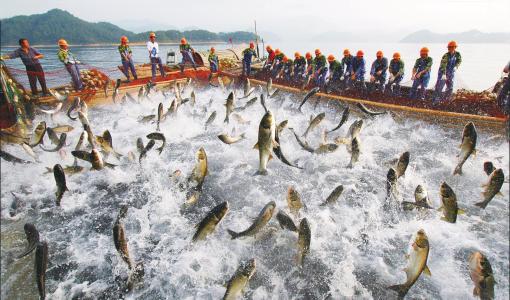 气候变化正在改变全球渔业的生产力