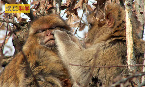 科学家揭示猴子交配时为何“喊叫”谜团(图)
