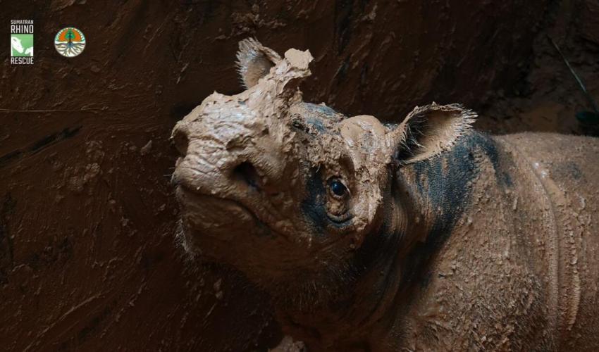 濒临灭绝的苏门答腊犀牛的拯救为该物种带来了
